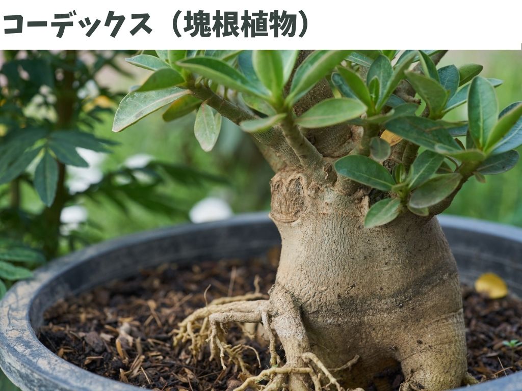 コーデックス（塊根植物）