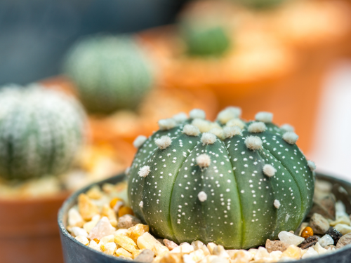 アストロフィツムの鉢植え