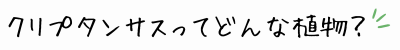 クリプタンサスってどんな植物？